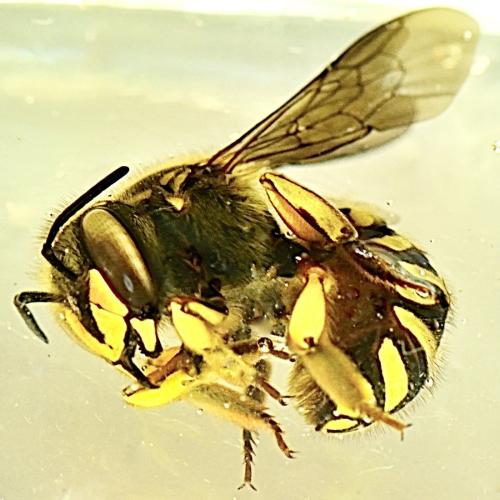 Réf. 349 527 : Anthidium manicatum